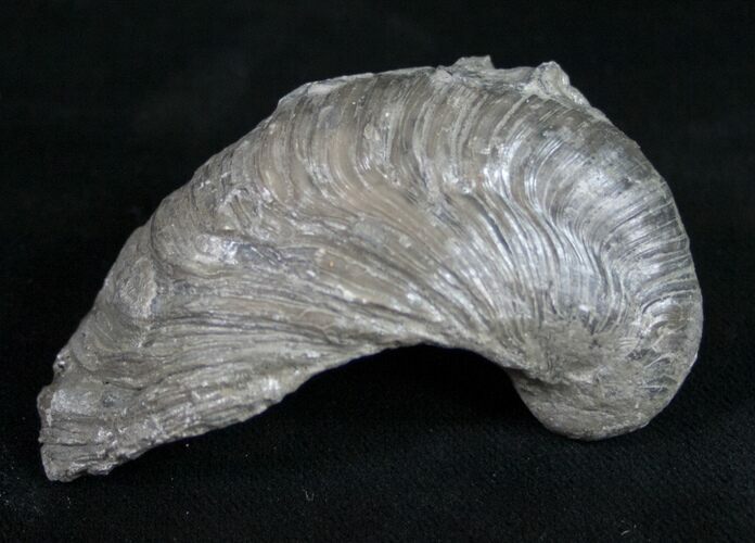 Gryphaea (Devil's Toenail) Fossil Oyster - Jurassic #9785
